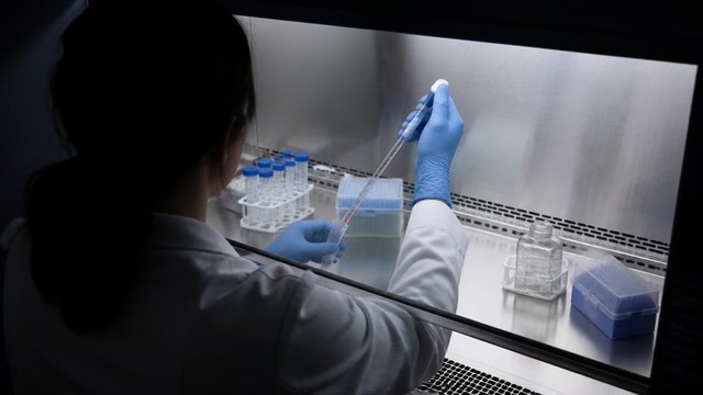 Profissional de jaleco e luvas de nitrila azul manipulando uma pipeta sorológica dentro de uma cabine de segurança biológica